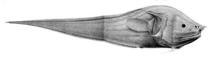1280px-Acanthonus_armatus