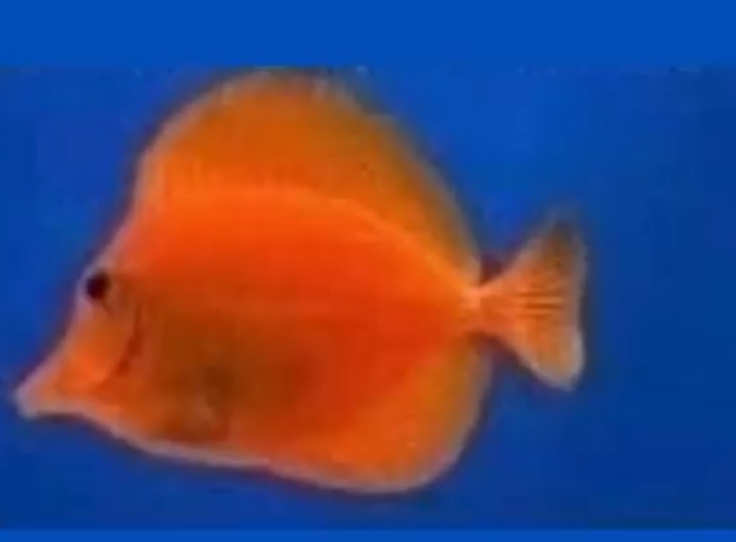 Dumb memes i have - Off Topic - Car Crushers Forum