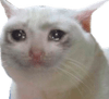 :sadcat: :sadcat: