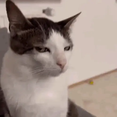 Cat's Intense Stare