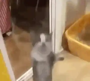 Saleh the Cat Jumping