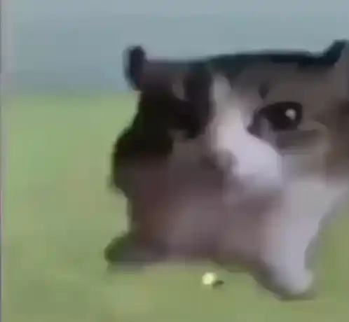 Cat Explodes Meme