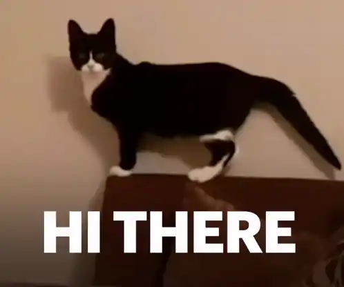 Cat Waves 'Hi There'