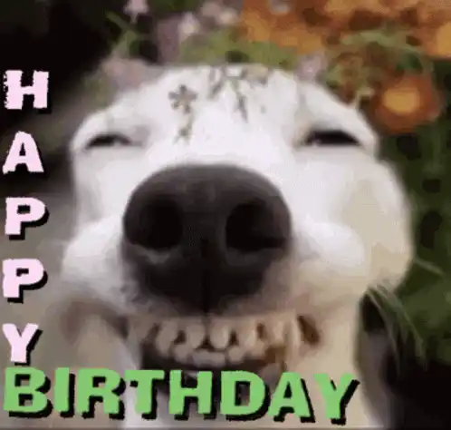 Happy Birthday Dog