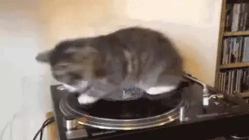 Cat on Spinning Record Player