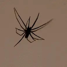 Terrifying Spider Crawling on Wall