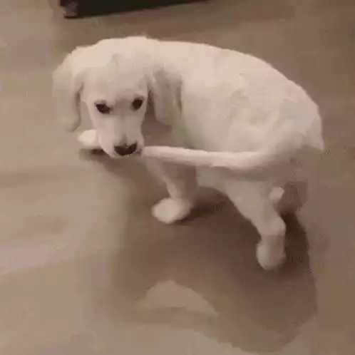 Cute Puppy Playfully Chases Its Tail