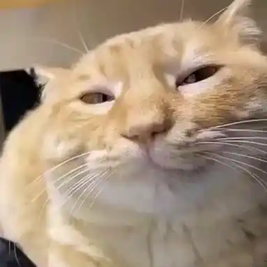 Cat Cat Meme
