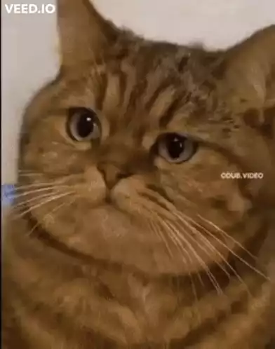 Calculation Cat